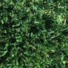 ATX Pro Sport Thatch Top View