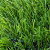 Monofilament Synthetic Turf